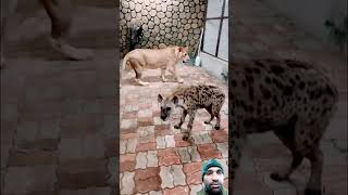 Sherni and jangli kutta #animals #lion #zoo #tiger #dog #comedy #lionlife #punjabimusic #funny