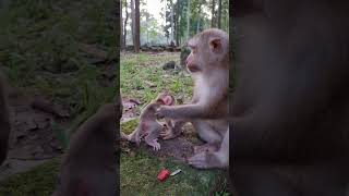 Feeding Baby Monkey & Mom Monkey #shorts