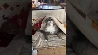 #貓咪日常 #貓眼觀察室 #pets