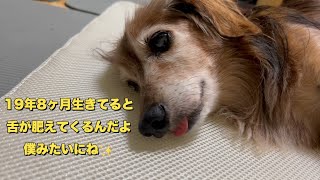 19歳８ヶ月の愛犬の食べるご飯を探しました（老犬）（シニア犬）（ダックスフンド）