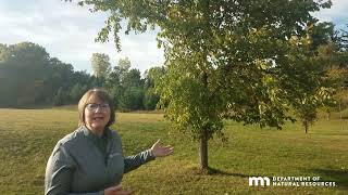 Best Native Yard Trees for Our Changing Climate: American Elm