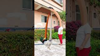 还想以多取胜，门都没有。鸡与人的争斗。#原创#特效#大公鸡 #viral #cute #ai #baby #funnyvideo #funny #viralbaby #viralvideo