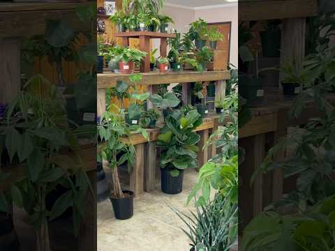 PLANT SHOPPING at a local plant nursery in Dallas, TX #plants #gardening #plantshopping