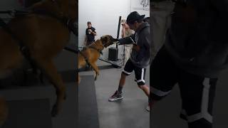 Hand vs Dog Bite