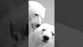 Nature's Thermal Secret: How Black Skin Helps Polar Bears Survive! 🐻❄️🌞#shorts #polarbear