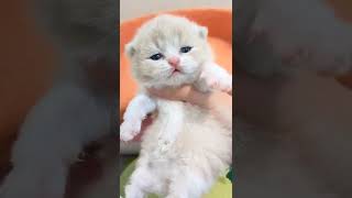 猫 可爱 视频 #shorts #3874 #shorts