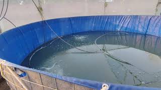 PMMSY  07  TANK BIOFLOC #fishfarming #fish #bioflocfishfarming #pmmsy
