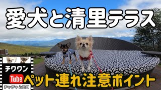 【愛犬と清里テラス】八ヶ岳ブルーの空にチワワも見惚れました！！ペット連れは注意が必要【サンメドウズ清里】【dog】【chihuahua】