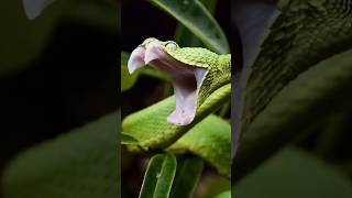 the green tree python  This is very dangerously  snakelife #snakelover