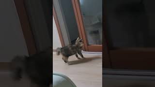 거울 속의 또 다른 나와의 싸움. #고양이 #아기고양이 #싸움꾼 #거울 #자아 #강아지