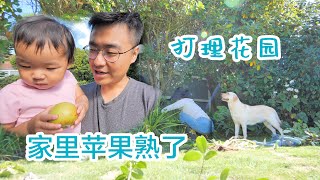 花园新变化，一起来打理花园，家里的苹果熟了（新西兰 Harold Vlog 761）