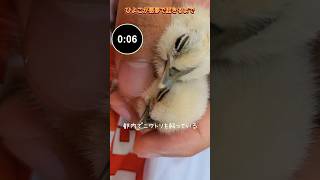 ヒヨコが悪夢で起きるまで【鳴いたら食べられるニワトリ】