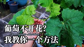 葡萄沒有花序怎麼辦？教你一個方法，不花錢讓你家葡萄重新結果！
