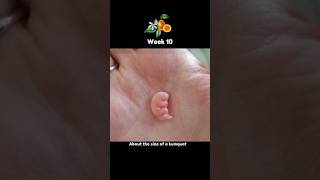 Baby Size in Weeks 🥰 First Trimester Embryo and Fetal Development #pregnancy #fetus #embryo
