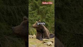 Surviving a Bear Encounter: What You Need to Know! 😉 #Bear #survival #subscribe