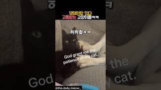 댕댕이랑 있다 고통받는 고양이들 #동물 #고양이 #강아지