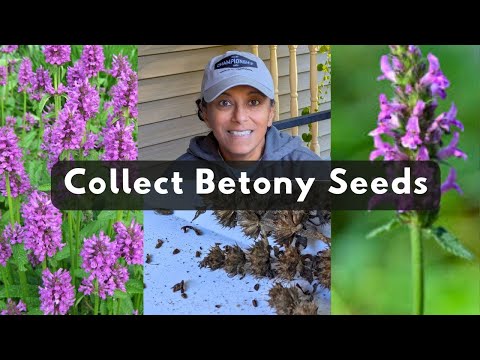 How To Collect Betony Seeds | Perennial Plant