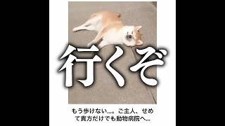 【そういうのいいから】殿堂入りボケてがマジでツッコミどころ満載だったwww【1674弾】