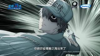 【ANIMAX 1月強檔 #新番急送】《工作細胞 第2季》1/10 起 每週日 晚間 7:30 #全台首播