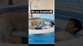 Best Gift 🎁 for my Pet 😃 #shorts #labrador  #dogpool #trendingshorts  #minivlog