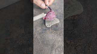 why opuntia fruit colour is red #education #governmentschool #science #dhakadsir #botany #ytshorts
