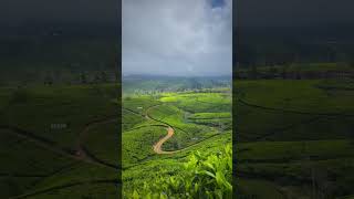 Ceylon tea🇱🇰 #Ceylontea #visit #sri Lanka #freedom #lifestyle