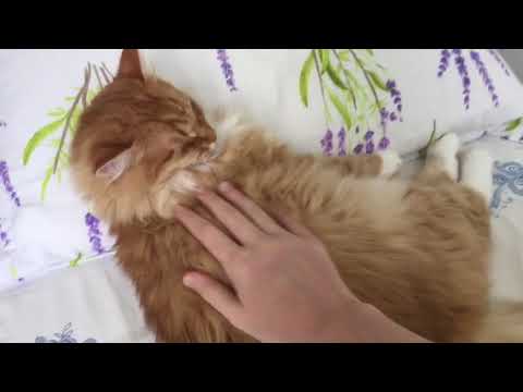 Pusa sleeping on a pillow