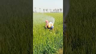 spray machine in work wheat crop#agriculture#modernfarmer#youtbeshorts#noamanreaction#cropmanagement