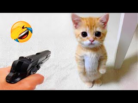 Laugh Until You Cry With These Hilarious Animals 😂 Funny ANIMALS 2025 😹🐶
