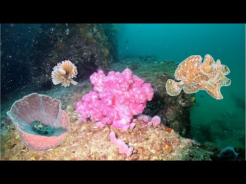 東北角船潛/花牆/聖堂。超大隻娃娃魚/大理石魟/很漂亮的珊瑚和可愛的管蟲。微流/水清/水溫22.9到23.8