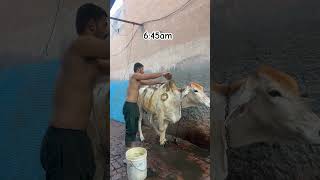 Morning routine desi vlog #dailyvlog #desi #shrots #manishdesifitness #roots #trending #virulshorts