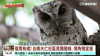 復育有成！　台南大仁社區見獨居蜂.　領角鴞定居｜華視台語新聞 2024.07.26