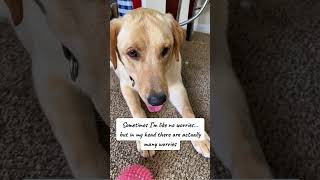 Playful Moments with Labs & Dogs! #yellowlab #labradorretriever #funny