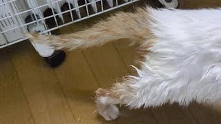 ほそいしっぽとぶるぶるあんよ。