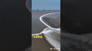 端午佳节，钱塘江上演罕见“三潮合一”。见者好运！｜中国浙江　潮汐　自然现象　#tides #QianTangJiang #river #shorts #China