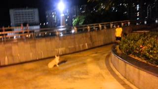 哥基犬B仔服從訓練-stay及召回
