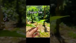 Ceylon Tea | Famous Tea | Tea Plantation #ceylon #tea