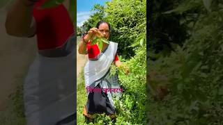 পচতীয়া গছৰ পাত কেনেকৈ লগাব #short #shorts #Assamese #trending