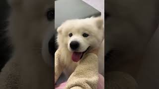 Super Happy dogs  #happydog  #dog  #funnyvideos  #funnydogs  #cutedog  #doglife  #dogs