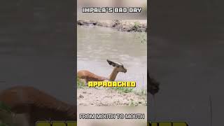 Impala's bad day. From mouth to mouth. #shorts  #animals #viral #vizard