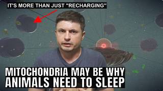 Research on Mitochondria Provides Answers on Why We Have to Sleep