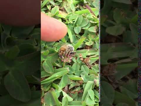 Bzzz