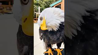 Kind people rescued a bald eagle drowning in the river and then...