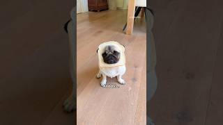 And now you know! 🤓🍞 #pug #dog #funny