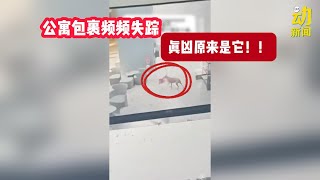动新闻｜包裹离奇失踪 "真凶“竟是…