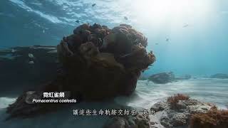 【中文】岩/時：澎湖南方四島玄武岩與豐盛生命Enduring space and time: the vitality of South Penghu Marine National Park