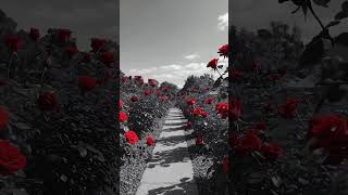 🌹Only the roses remember…| Motion AI dream #cinematic #runwaygen4  #aivideo #aimotion #ai #motion