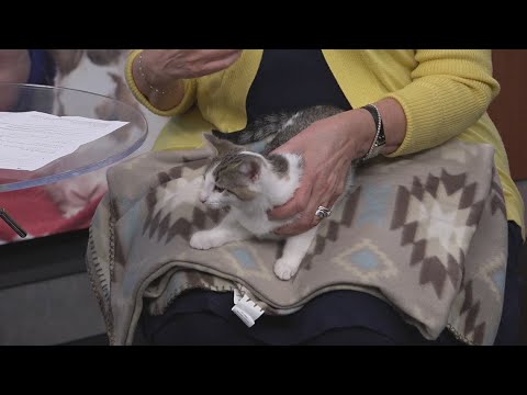 Pet of the Week - Brownie | May 12, 2025