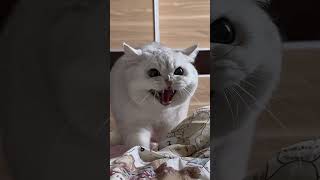 Her chattiness surpasses my Mom’s 🤣🤣#cats #funnycats #funnyvideos #cutecat #longvideo #kitten