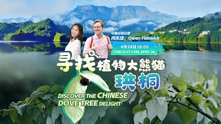 LIVE: Discover Chengdu's other rare wonder - the dove tree